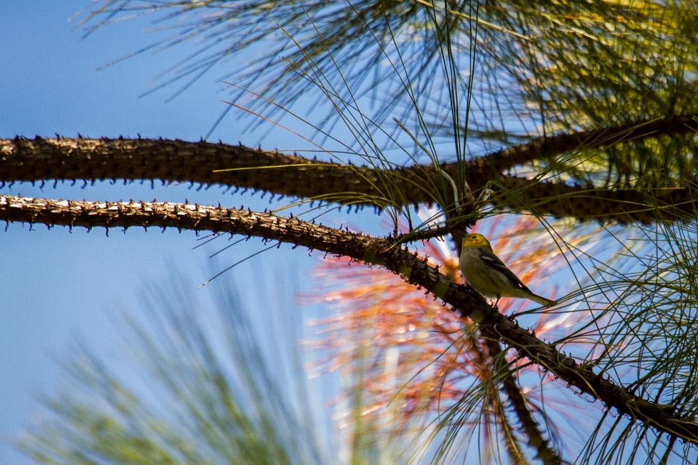 Hermit Warbler - ML518268091