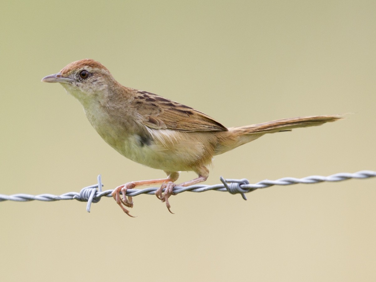 Tawny Grassbird - ML51826831