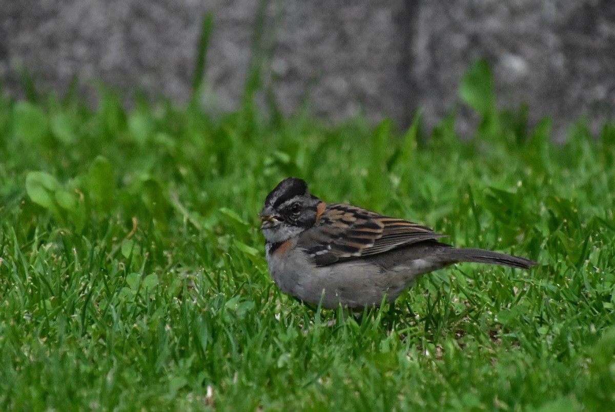 Rufous-collared Sparrow - ML518268901