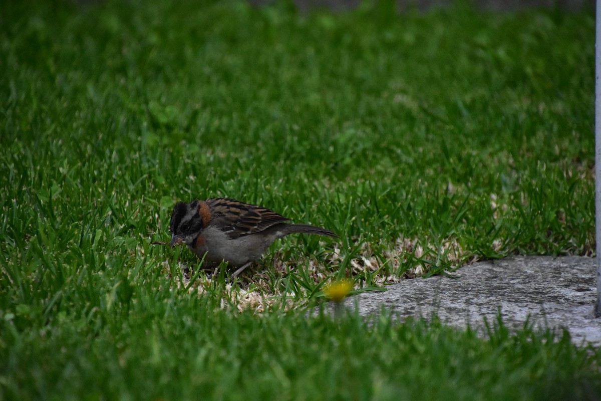 Rufous-collared Sparrow - ML518268921