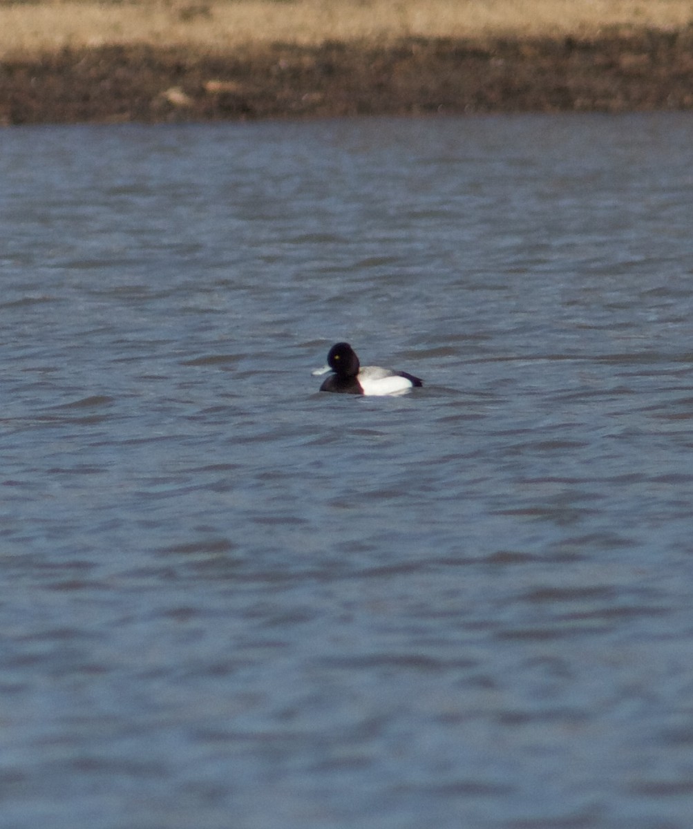 Lesser Scaup - ML51826901