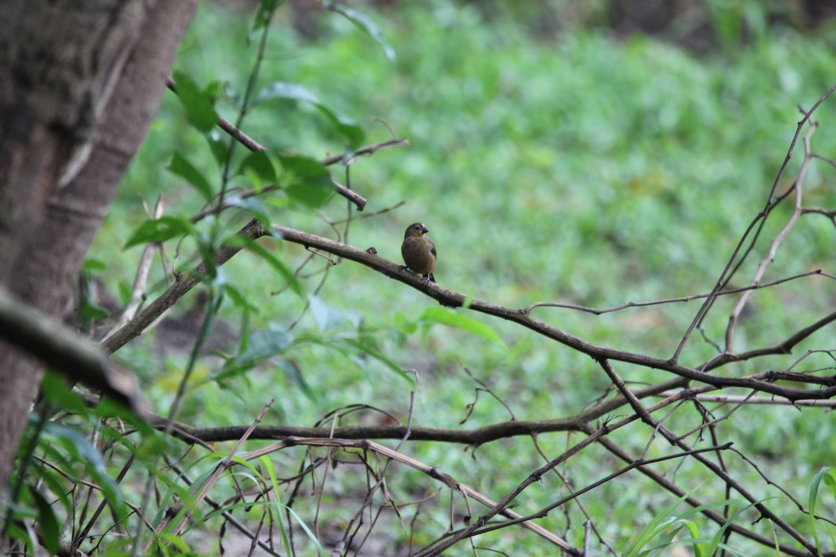 Variable Seedeater - ML518269211