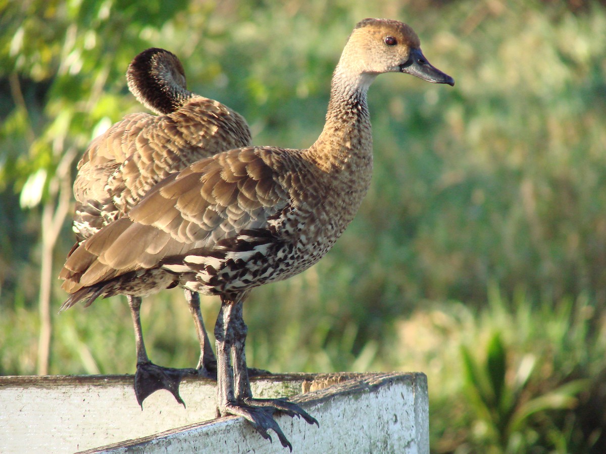 West Indian Whistling-Duck - Jim Miles