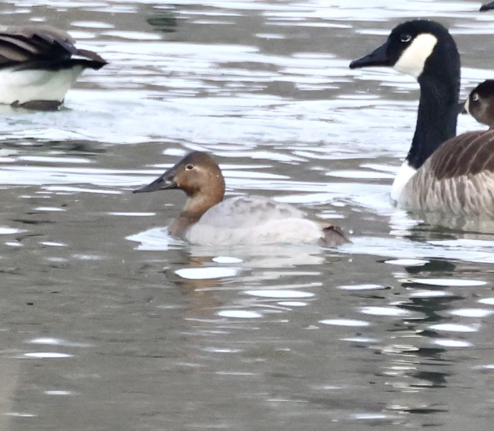 Canvasback - Cheryl Rosenfeld