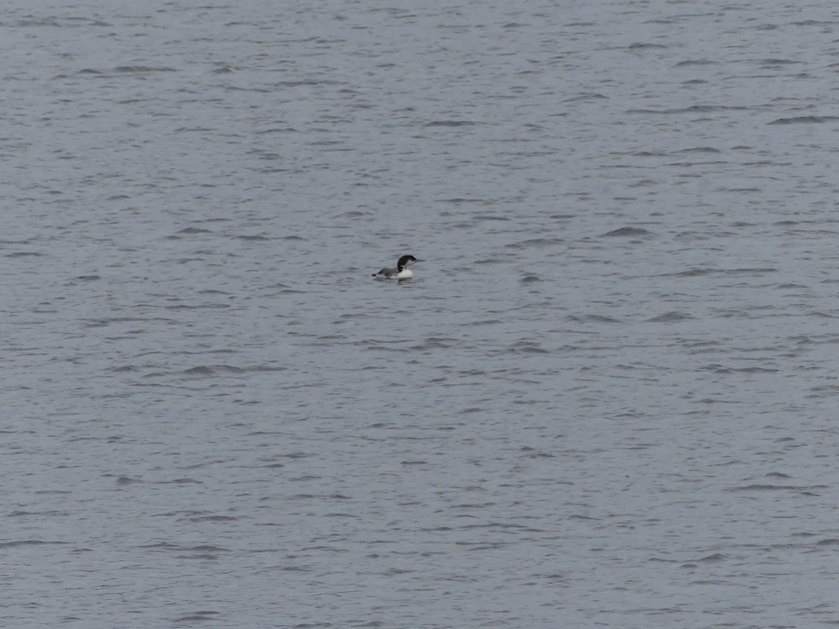 Common Loon - ML518270621