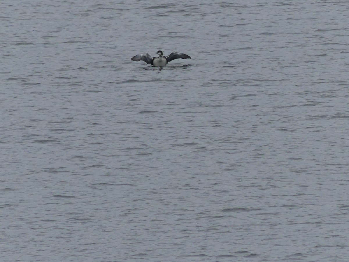Common Loon - ML518270631