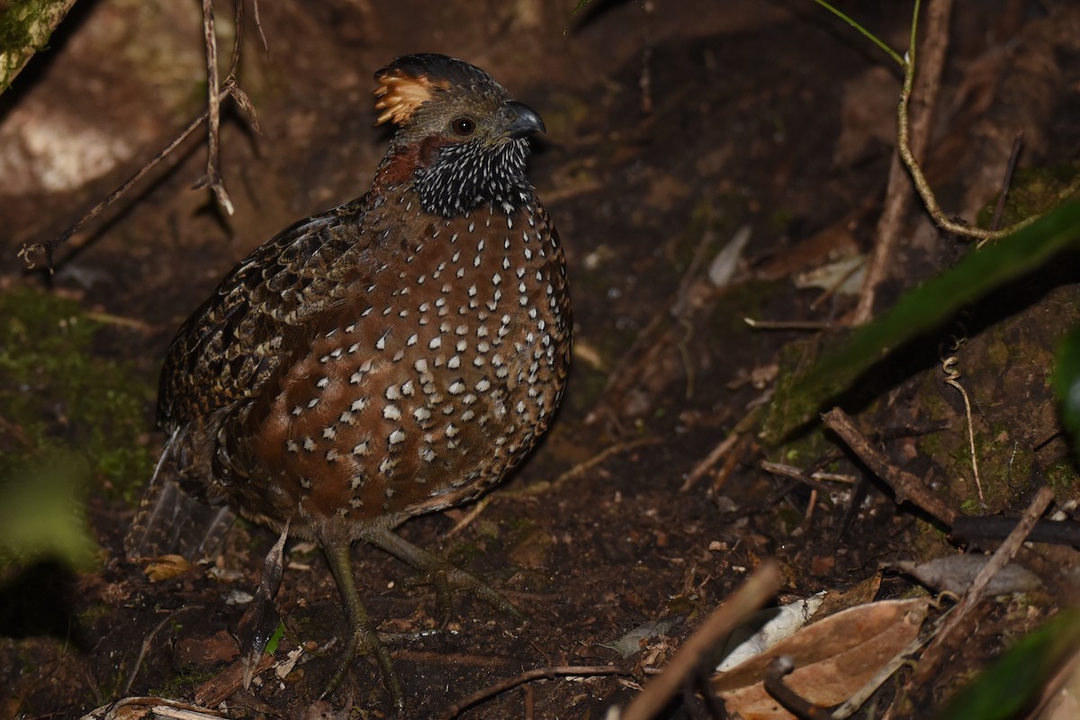 Spotted Wood-Quail - ML518270681