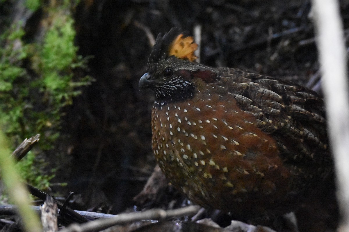 Spotted Wood-Quail - ML518270691