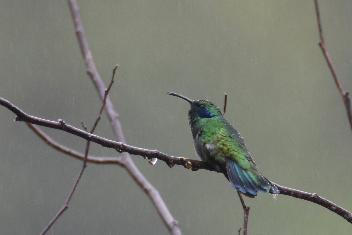 Lesser Violetear - ML518270891