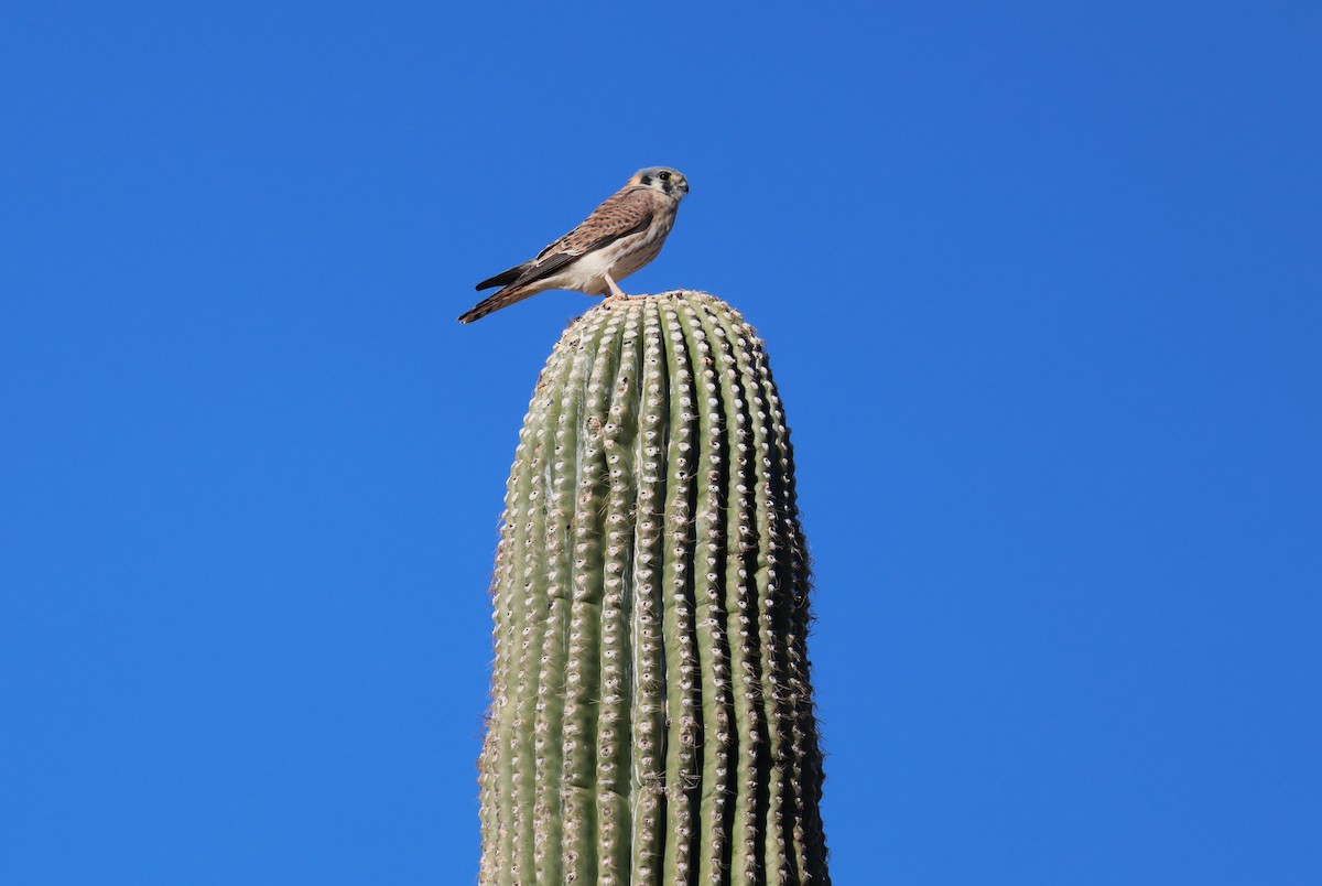 American Kestrel - ML518272601