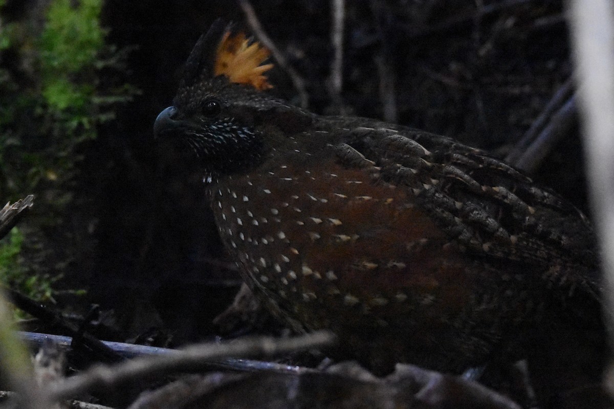 Spotted Wood-Quail - Luke Berg