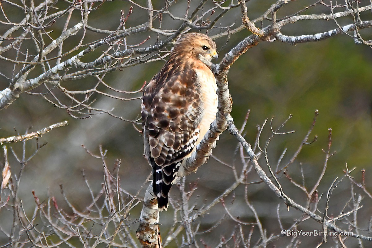 Red-shouldered Hawk - Ethan Whitaker