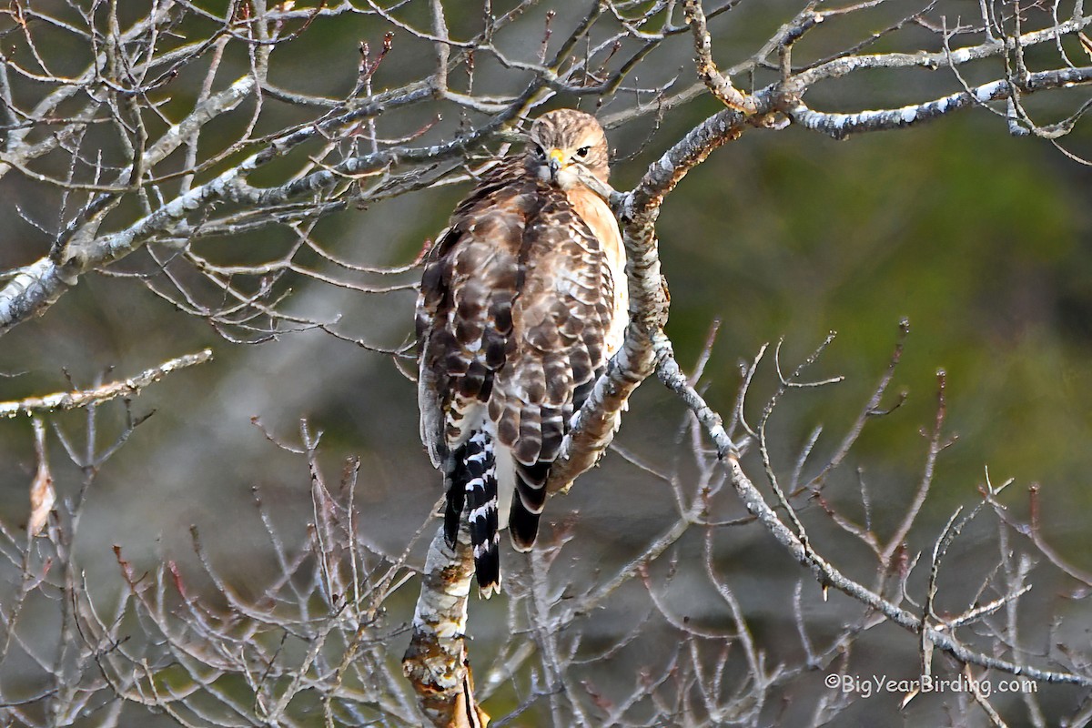 Red-shouldered Hawk - Ethan Whitaker