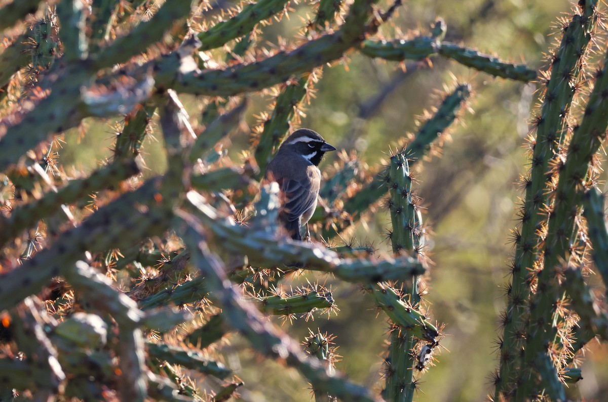 Black-throated Sparrow - ML518273281