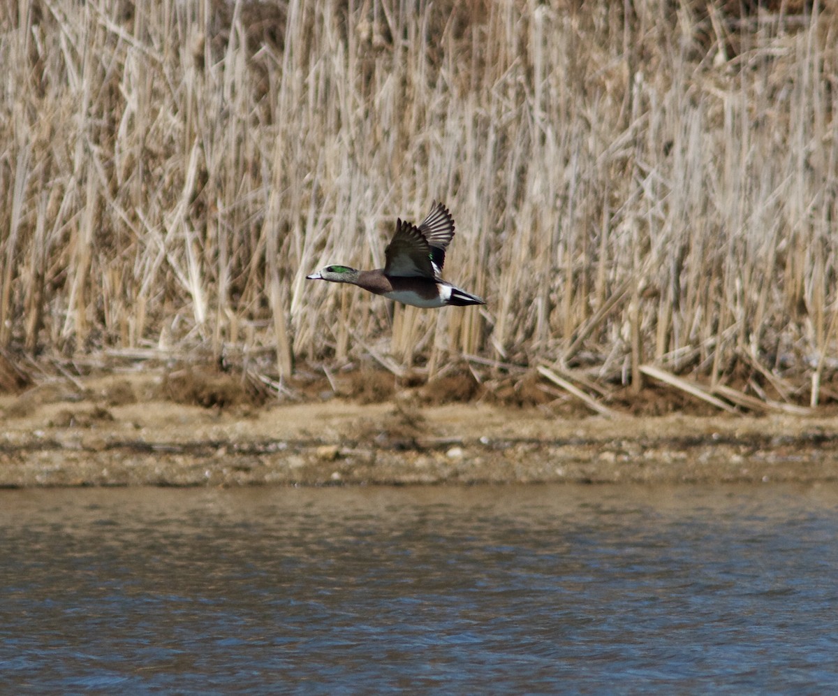 American Wigeon - ML51827411