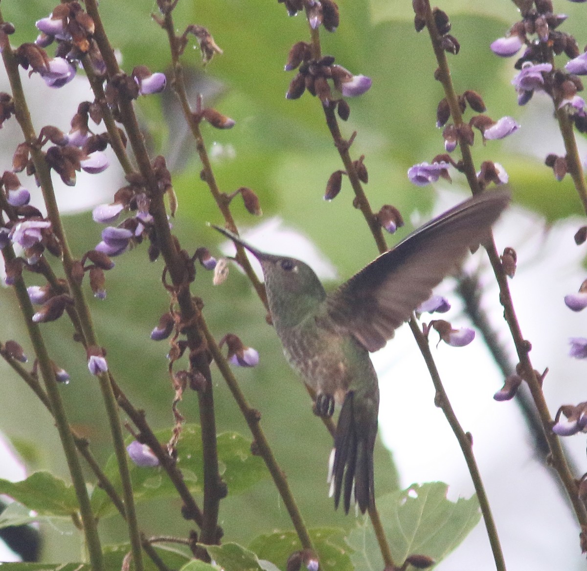 Colibri de Cuvier (roberti) - ML518274541