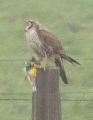 Prairie Falcon - Paul Johnson