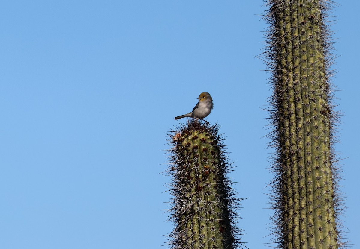 Pájaro Moscón Baloncito - ML518275591