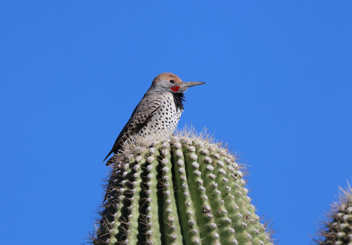 Gilded Flicker - ML518275661