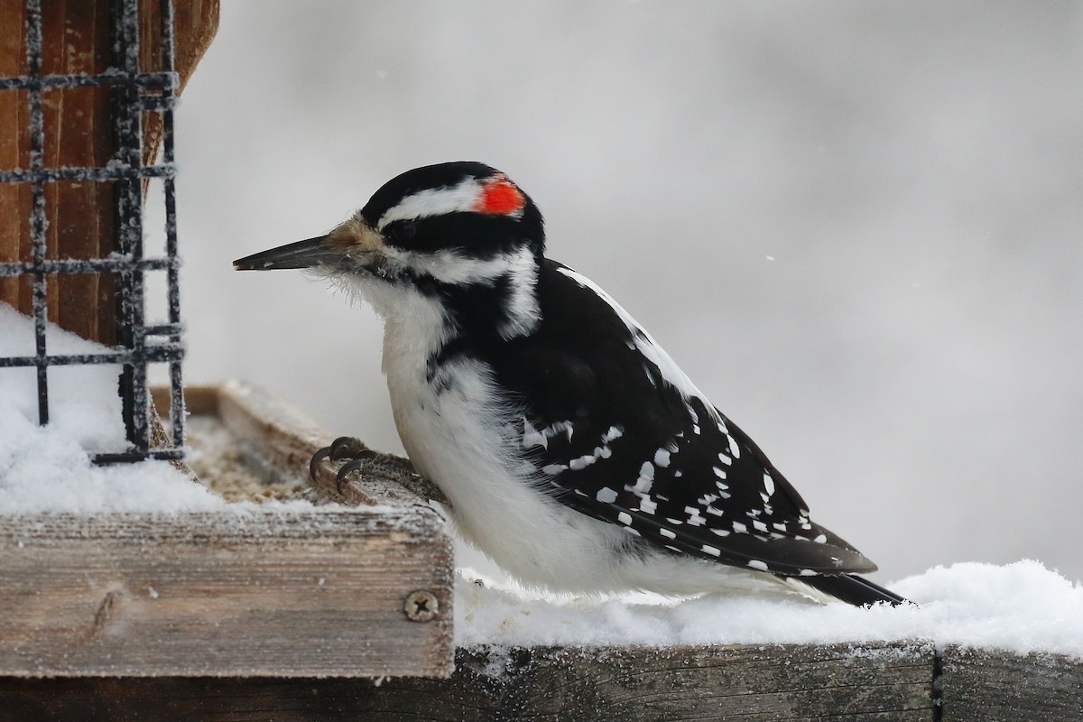 Hairy Woodpecker - Douglas Faulder