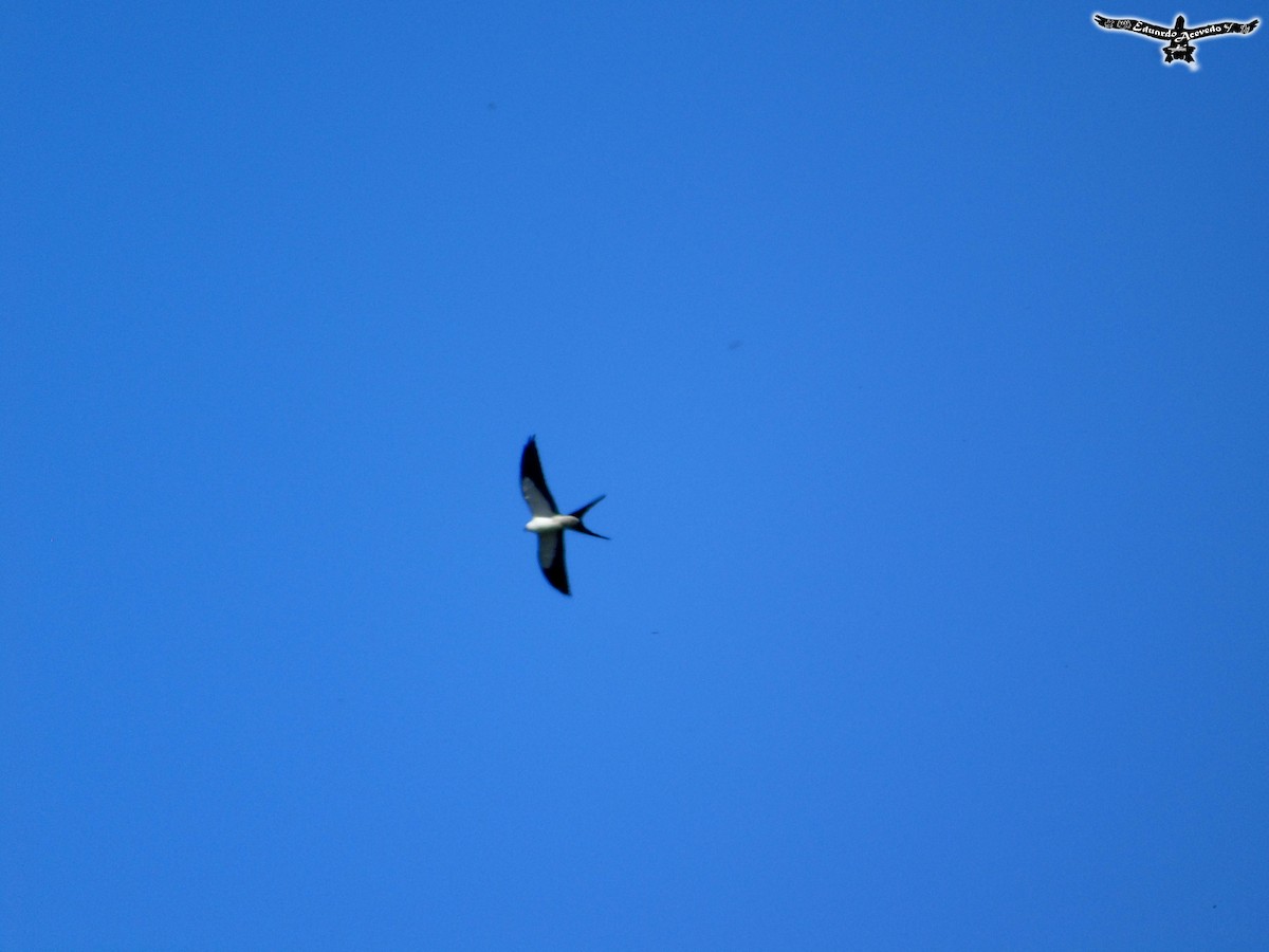 Swallow-tailed Kite - ML51827621