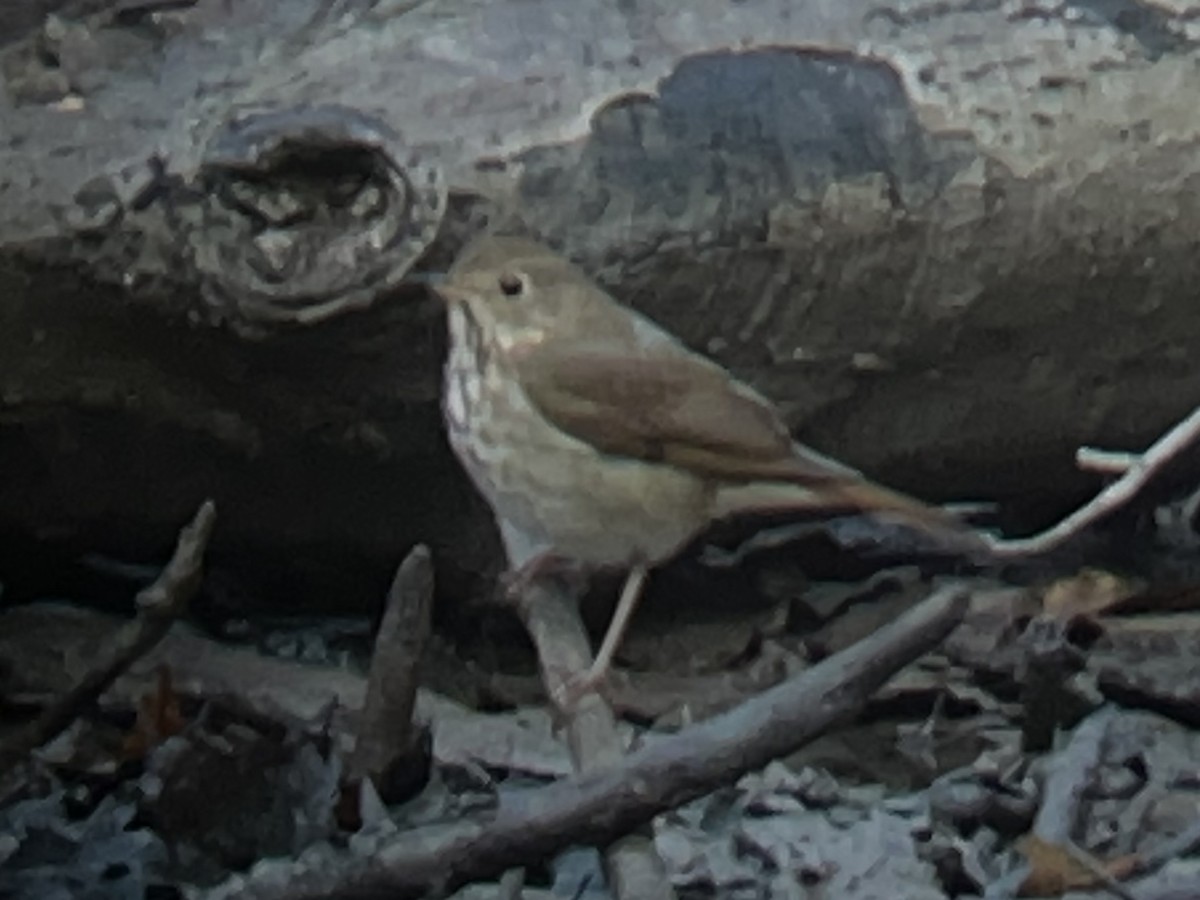 Hermit Thrush - ML518276821