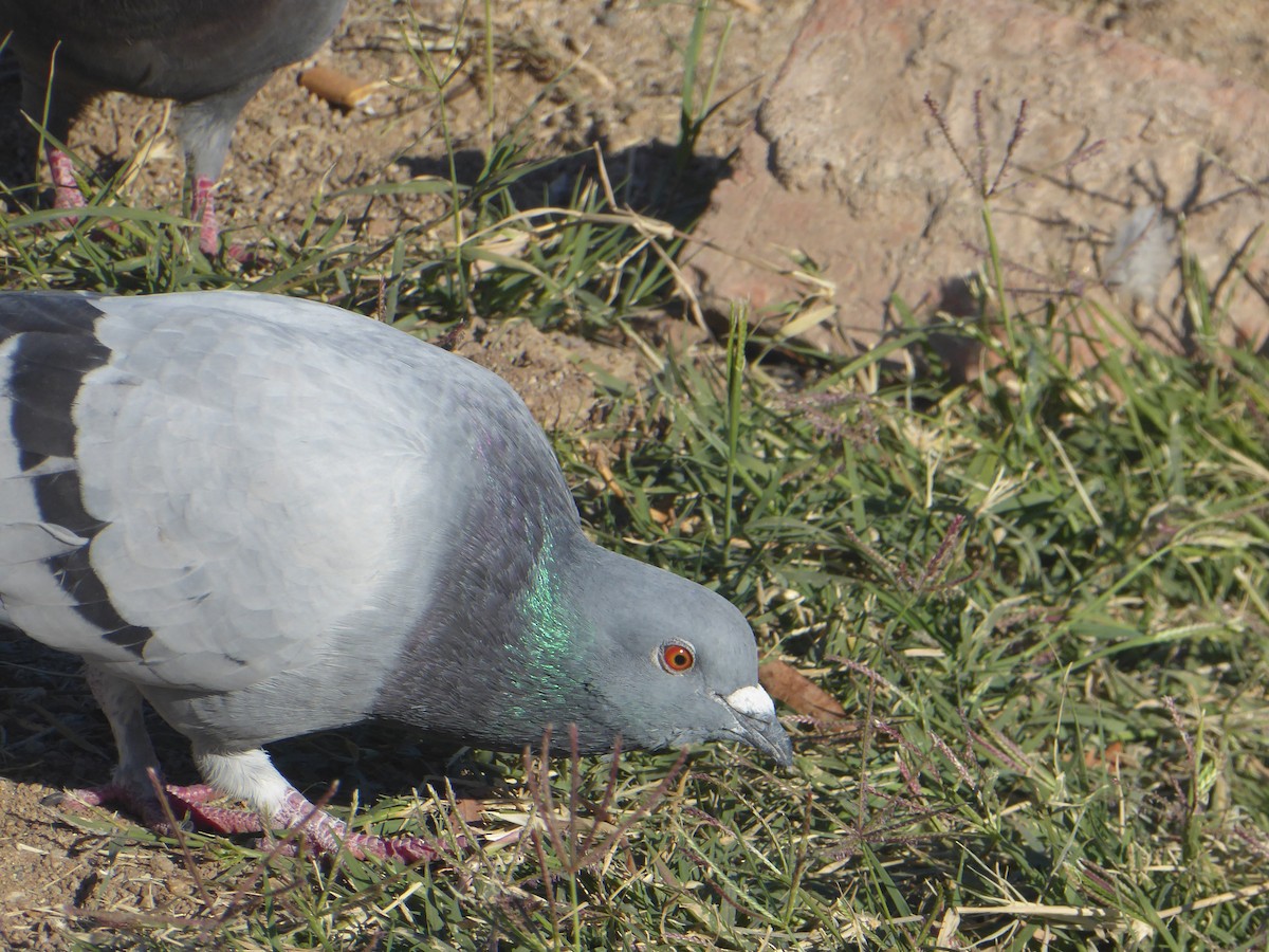 Rock Pigeon (Feral Pigeon) - ML518277431