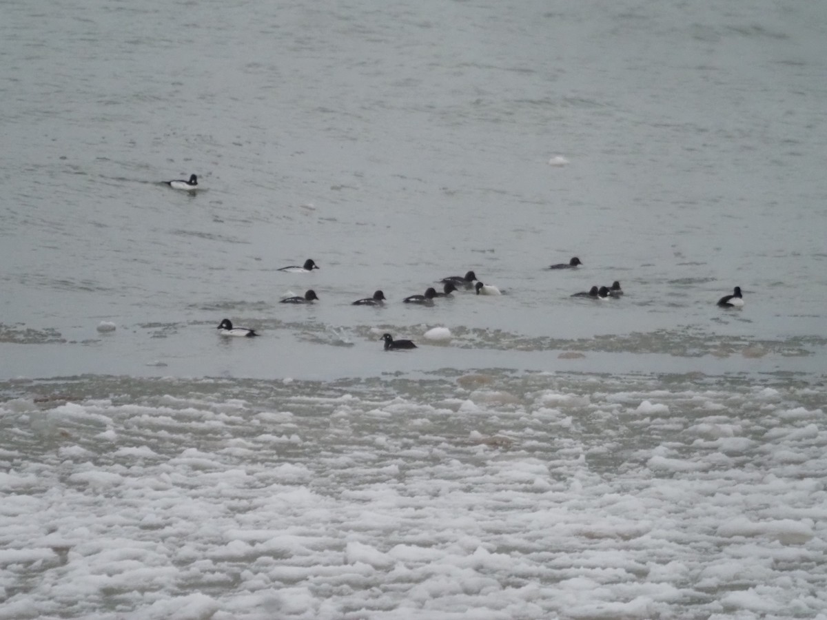 Harlequin Duck - ML518278391