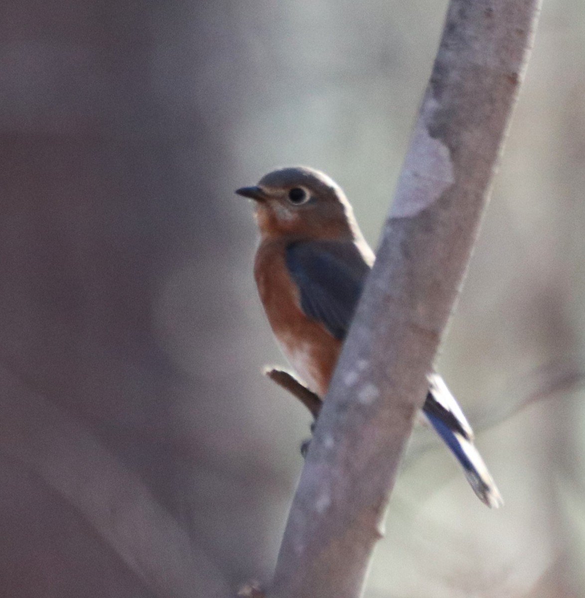 Eastern Bluebird - ML518278521