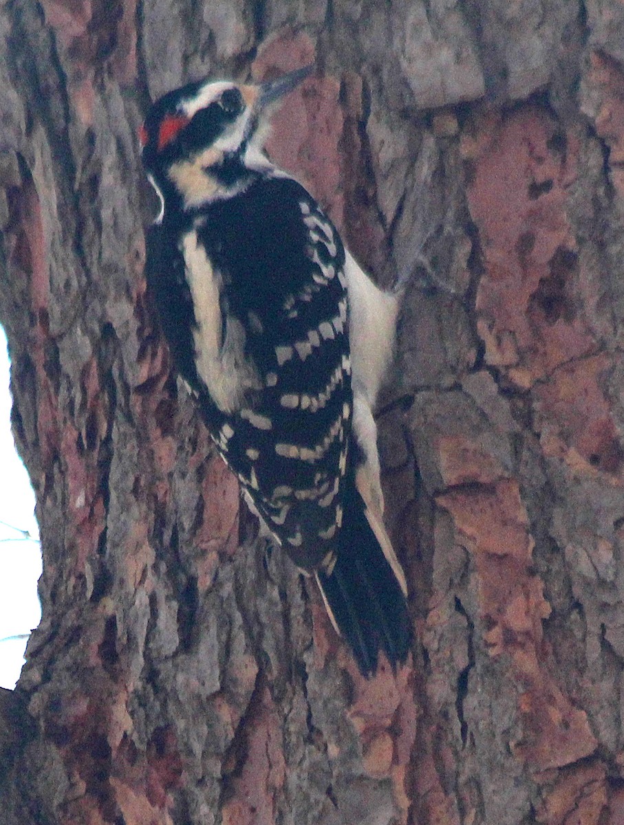 Hairy Woodpecker - ML518278561