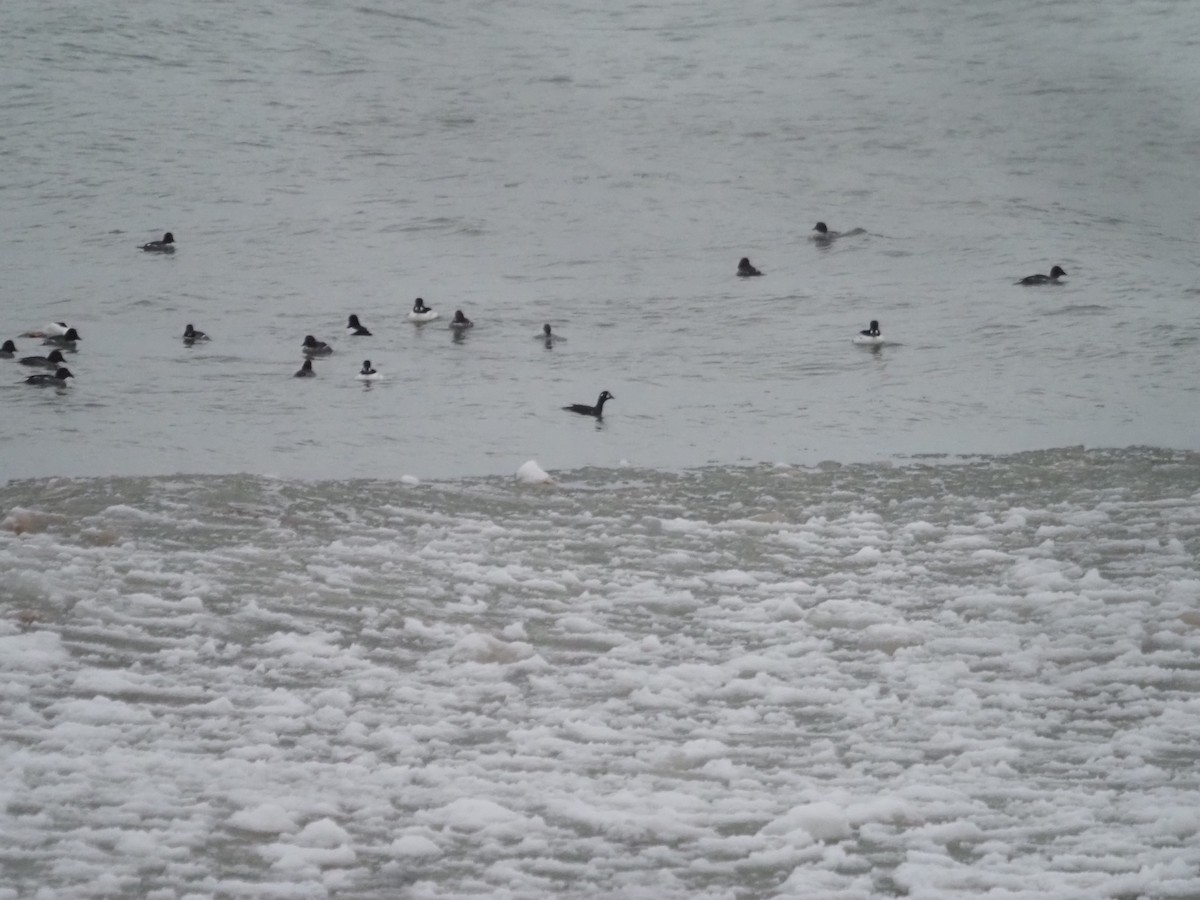 Harlequin Duck - ML518279431