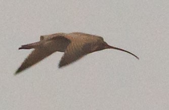 Long-billed Curlew - ML518280181