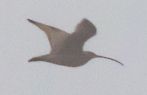 Long-billed Curlew - ML518280211