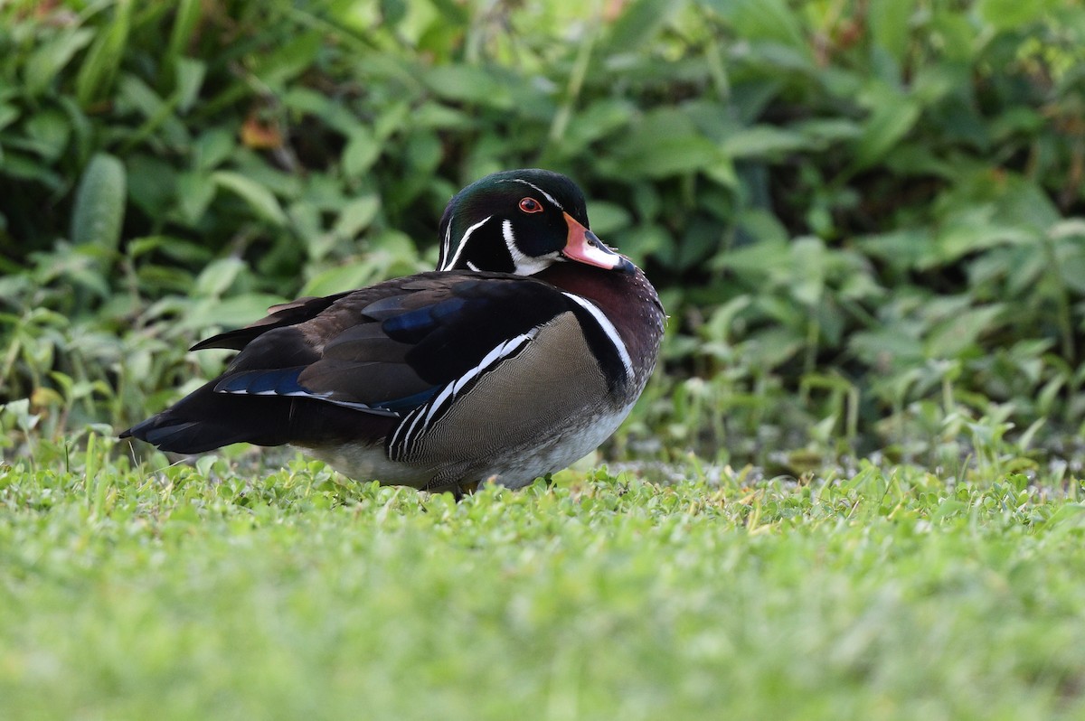 Wood Duck - ML518280391
