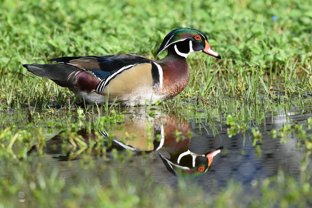 Wood Duck - ML518280401