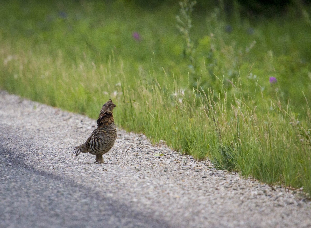 Ruffed Grouse - ML518281521