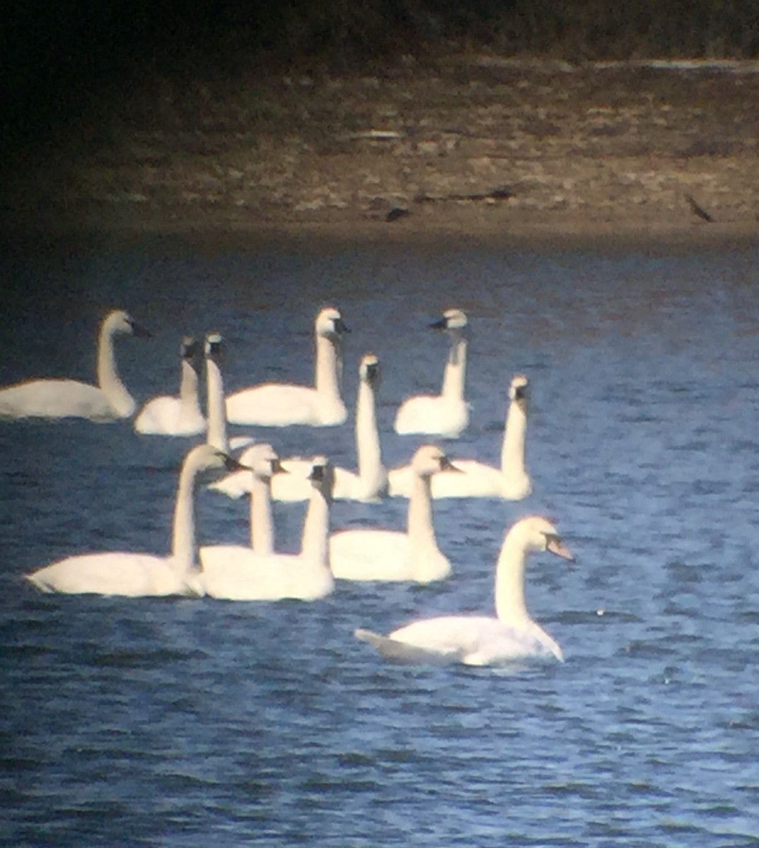 Mute Swan - ML51828181