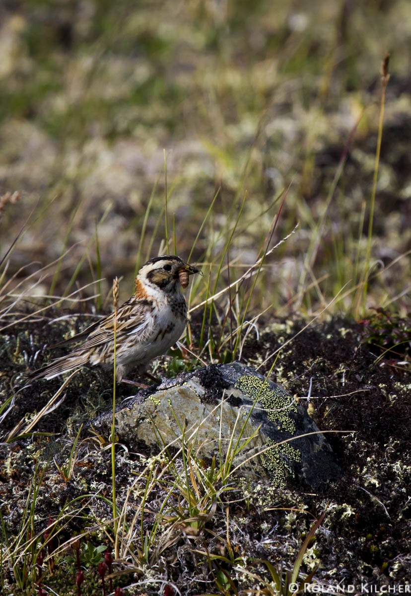 Lapland Longspur - ML518281981