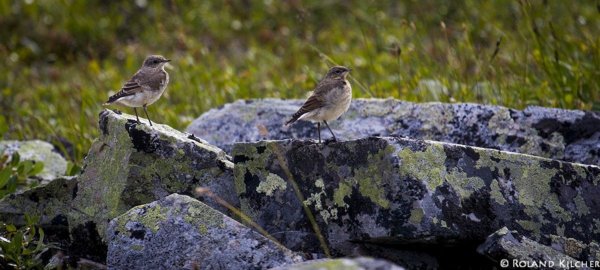 Northern Wheatear - ML518282141