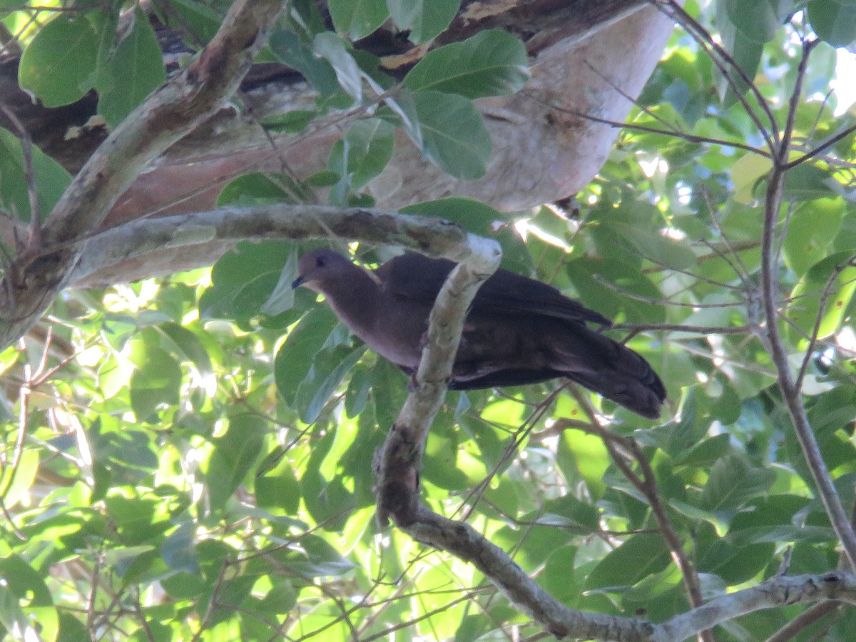 Plumbeous Pigeon - ML518282171