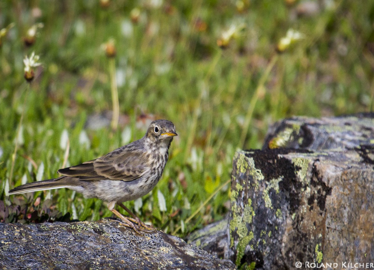 American Pipit - ML518282181