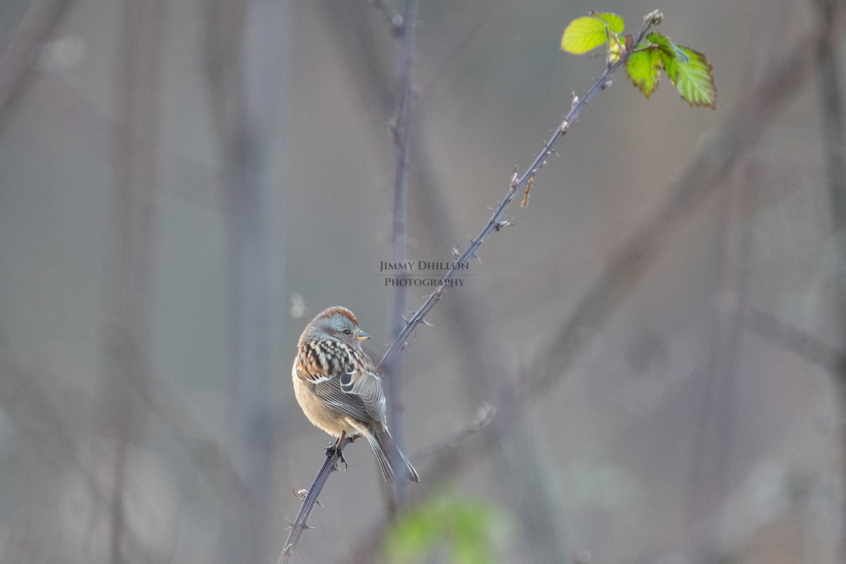 American Tree Sparrow - Jimmy Dhillon