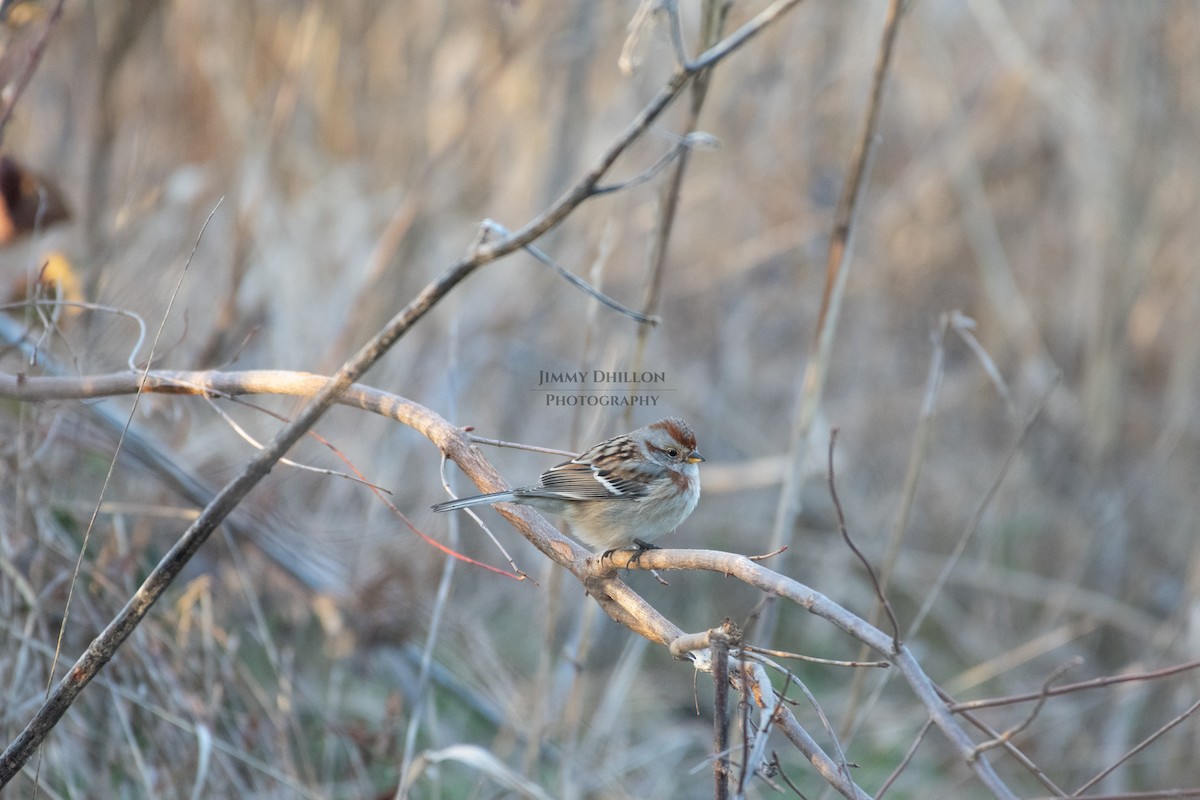 American Tree Sparrow - ML518282361