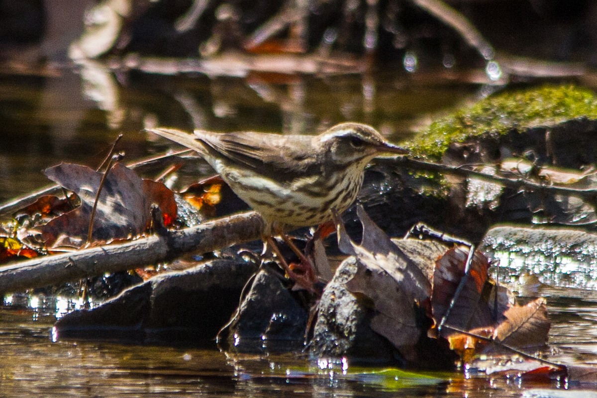 Louisiana Waterthrush - ML51828391