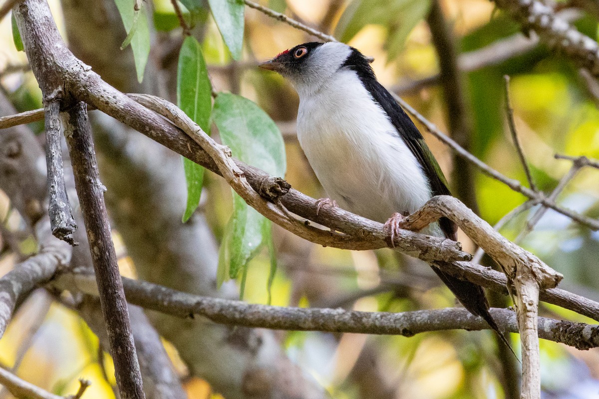 Pin-tailed Manakin - ML518283941