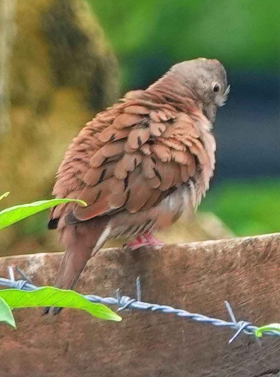 Ruddy Ground Dove - Doug Wassmer