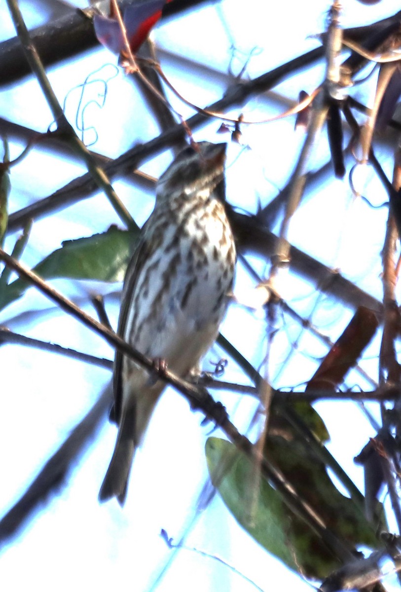 Amerika Çütresi (purpureus) - ML518285781