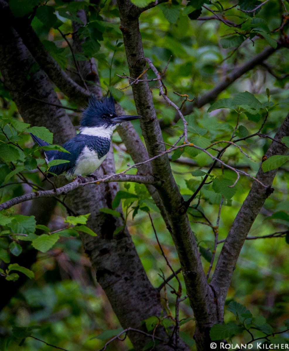 Belted Kingfisher - ML518285801