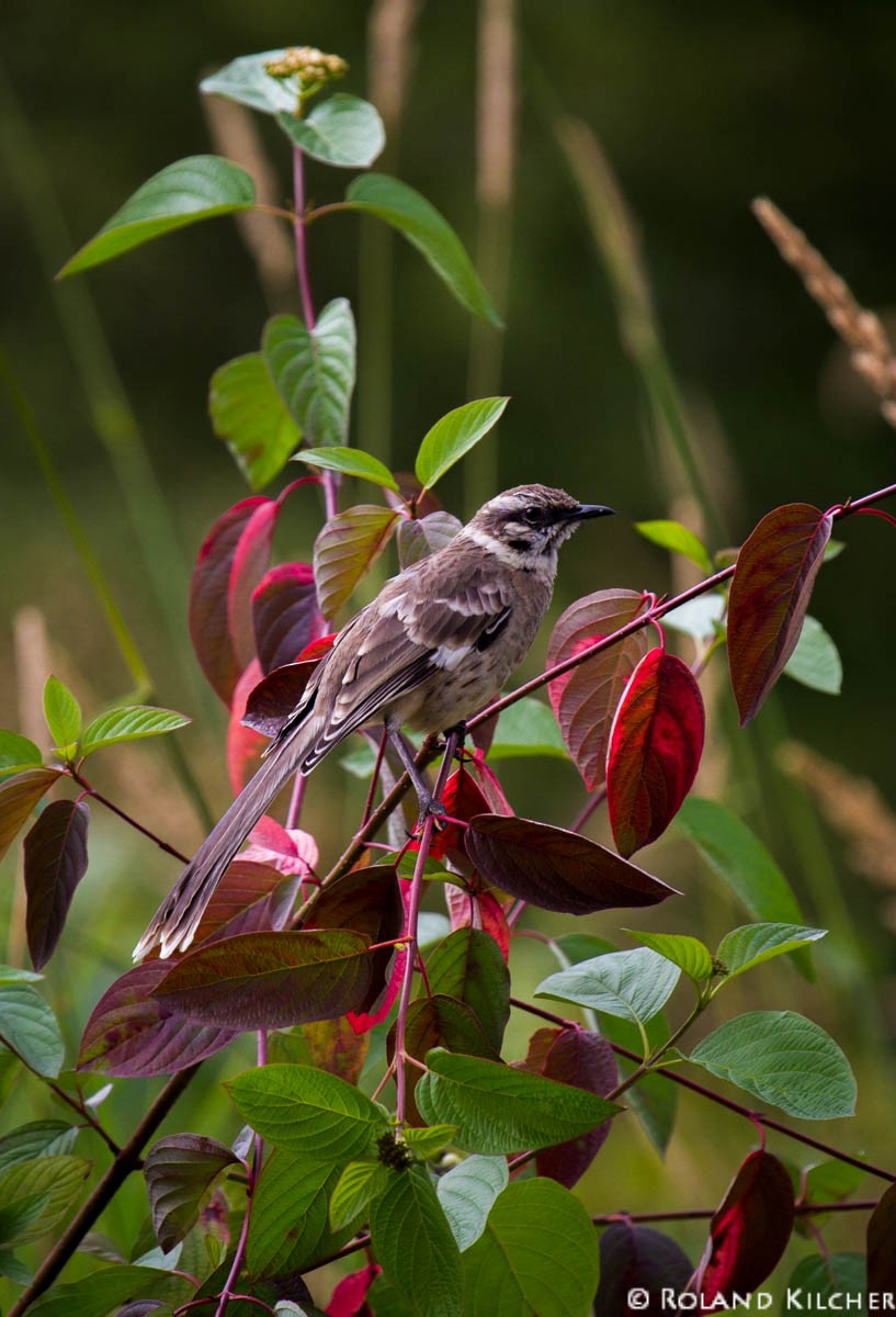 Long-tailed Mockingbird - ML518288081