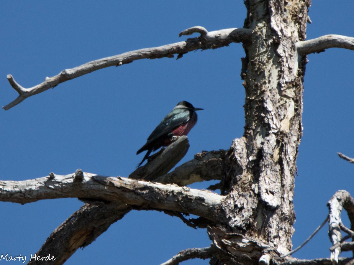 Lewis's Woodpecker - ML51829011